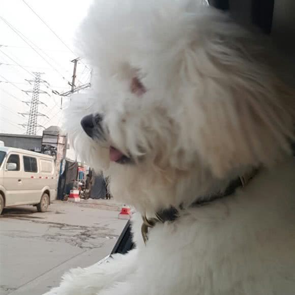 汪爸宠物:郑州市金水区东建材附近