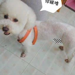 郑州市郑东新区宠天福动物医院:郑州市金水区东建材附近