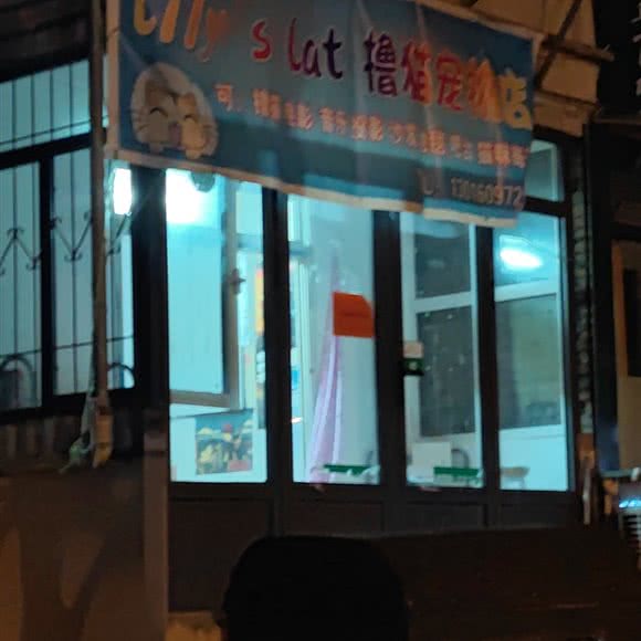 Lilys cat 撸猫宠物店:天津城区河北区王串场/民权门附近