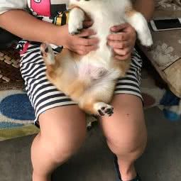 夏小沫萌宠工作室:郑州市上街区上街区附近