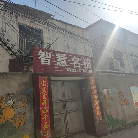 智慧名猫:开封市龙亭区京西宾馆附近