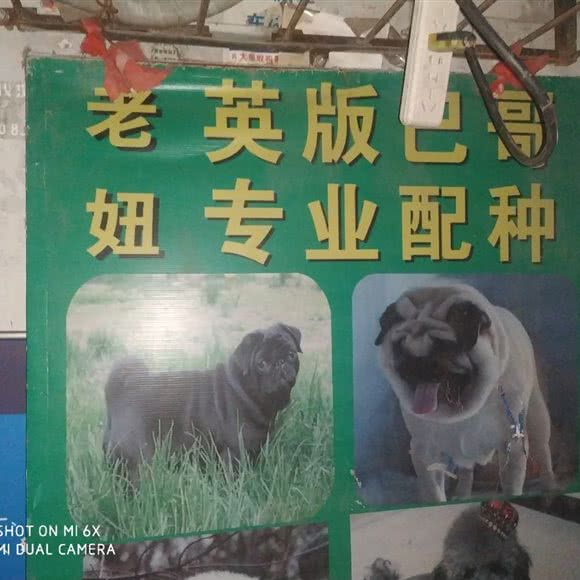 老妞名犬配种:开封市顺河回族区劳动路附近