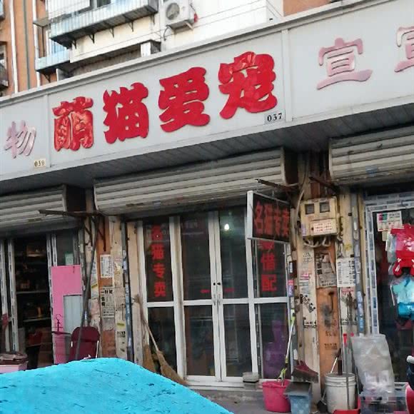 萌猫爱宠:天津城区河北区王串场/民权门附近