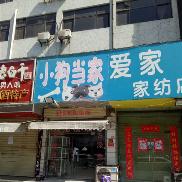 小狗当家:开封市鼓楼区西司桥附近