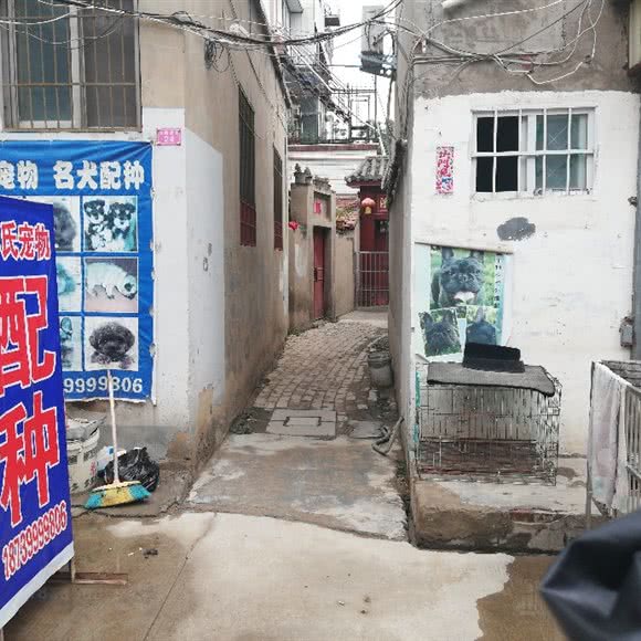 李氏宠物:开封市鼓楼区大南门附近