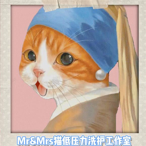 Mr&Mrs猫(低压力洗护)工作室:安阳市文峰区文峰万达广场附近