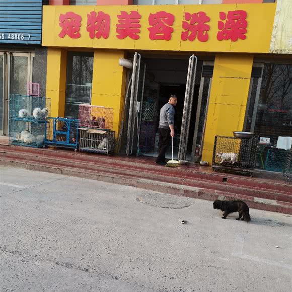 宠物美容洗澡:安阳市北关区水木清华附近