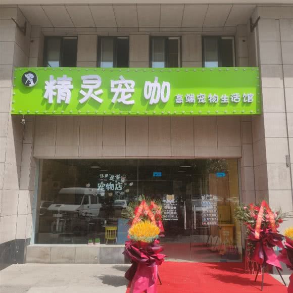 精灵宠咖:安阳市北关区豆腐营附近