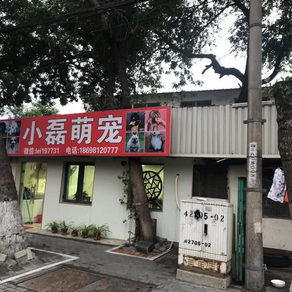 小磊萌宠:天津城区河北区铁东路街附近