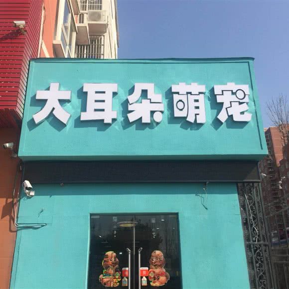 大舌头萌宠:新乡市红旗区公安大楼附近