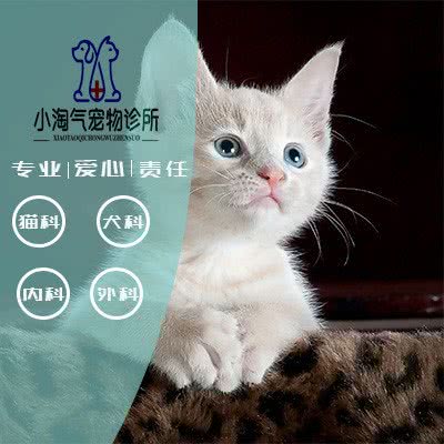小淘气宠物诊所:漯河市源汇区开源森林公园/大未来附近