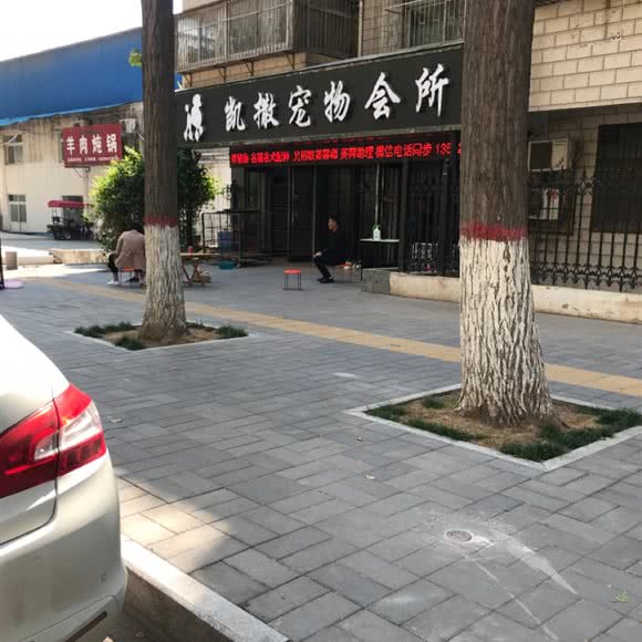 凯撒宠物会所:周口市川汇区汉阳路北段附近