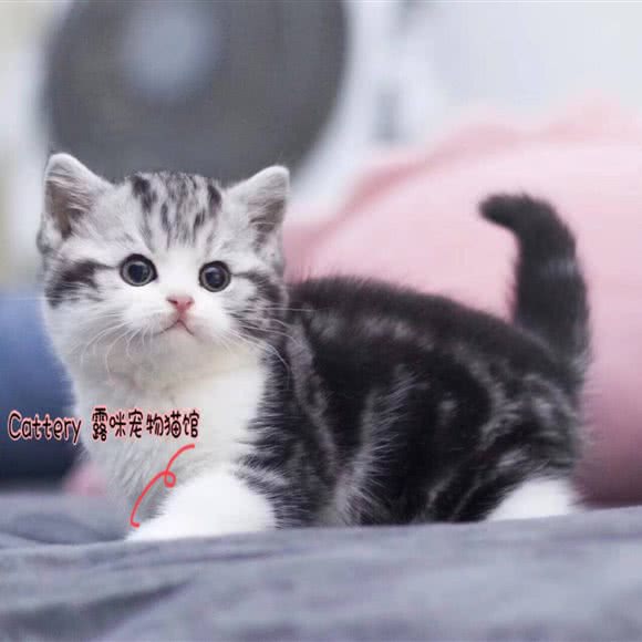 Lumi Cattery 路米猫舍(江汉路店):武汉市江岸区江汉路步行街附近