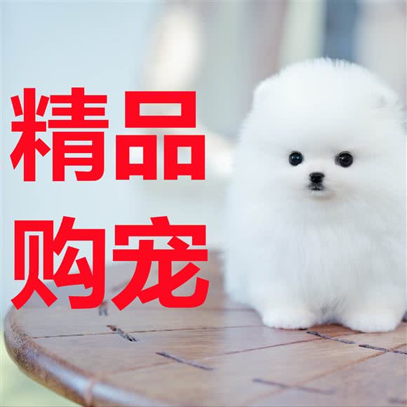 冠宠?精品健康宠物售卖?CKU&CFA犬舍猫舍:武汉市江岸区江汉路步行街附近