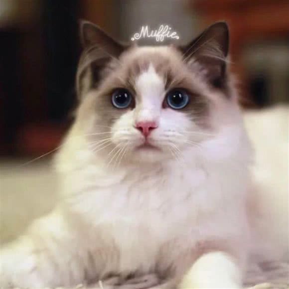 猫岛猫咖:武汉市江岸区江汉路步行街附近