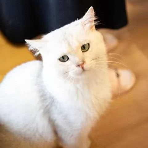 喵与喵寻·猫咖猫社:武汉市江岸区客运港/江滩附近