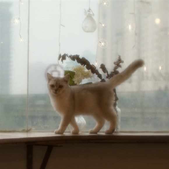 小王子的名猫舍:武汉市江岸区西北湖附近