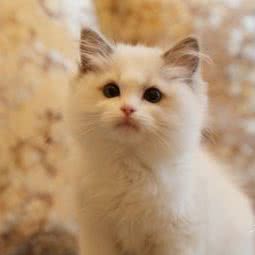 视觉猫屋VISUALCATTERY(台北街店):武汉市江岸区港澳台风情街附近