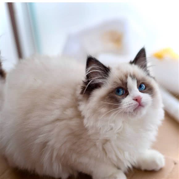 CHEERYCATS西西布偶猫舍:武汉市江岸区后湖附近