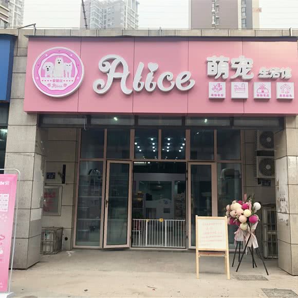 爱丽丝萌宠生活馆:武汉市江岸区百步亭/二七附近