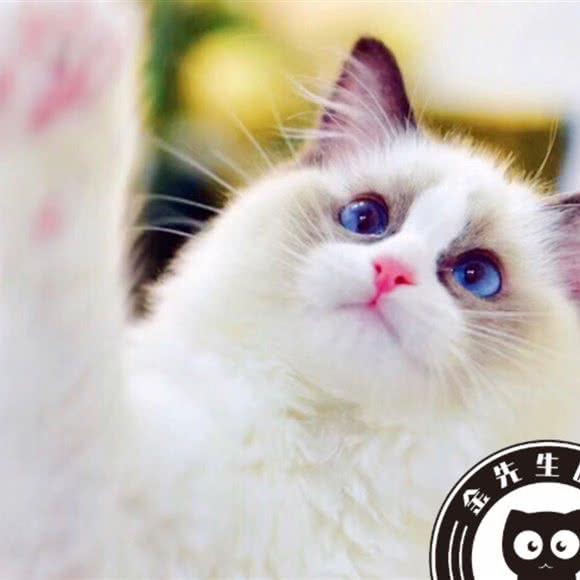 金先生的猫舍:武汉市江岸区百步亭/二七附近