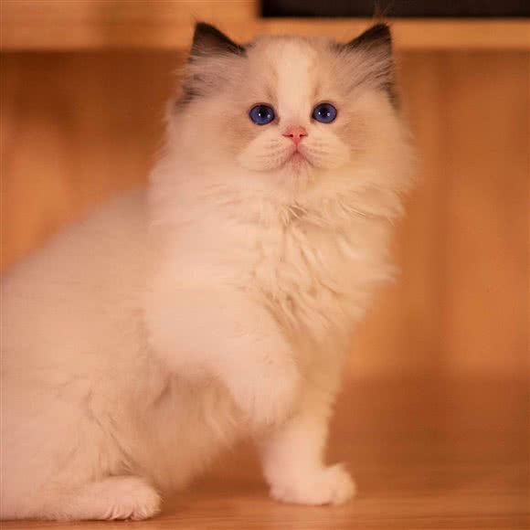 泰昵猫舍·Tinydoll Carrty·布偶猫舍:武汉市江岸区百步亭/二七附近
