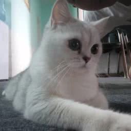 喵掌柜の猫舍:武汉市江汉区万松园附近