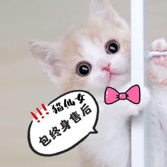 猫仙女之家·曼基康矮脚·拿破仑矮脚猫舍:武汉市江汉区唐家墩/菱角湖附近
