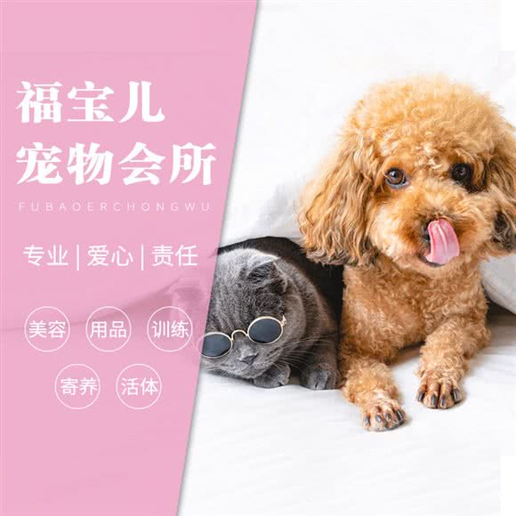 福宝儿宠物会所(泛海店):武汉市江汉区武汉商务区附近