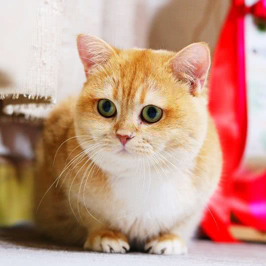 宠御苑·八尾猫舍:武汉市硚口区宝丰附近