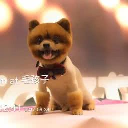 毛孩子宠物:武汉市硚口区硚口路附近
