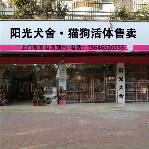 阳光犬舍?猫狗活体售卖:北京城区朝阳区劲松/潘家园附近