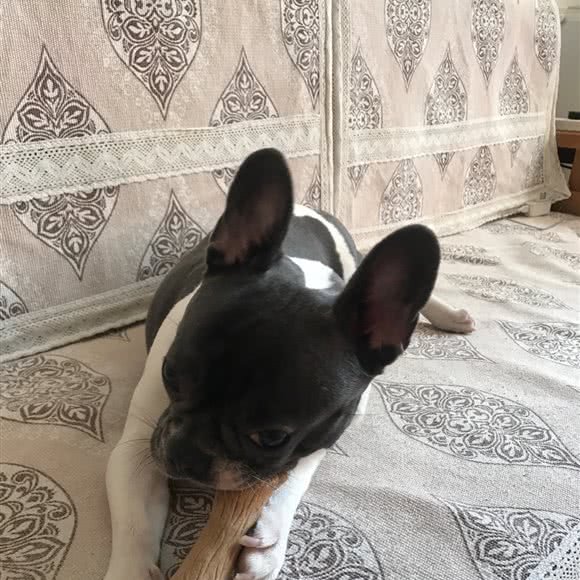 凯凯柴犬迷你杜宾专卖:天津城区红桥区本溪路/丁字沽附近