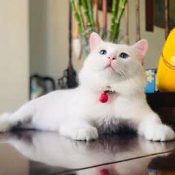 犬旺宠物诊所:天津城区红桥区本溪路/丁字沽附近