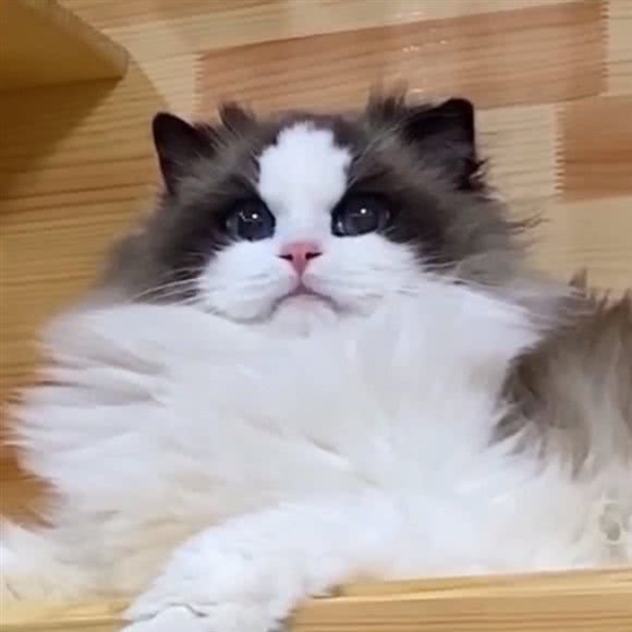 喵九灵猫舍:武汉市汉阳区汉阳大道附近