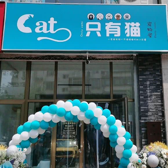只有猫宠物屋:天津城区红桥区芥园道/复兴路附近