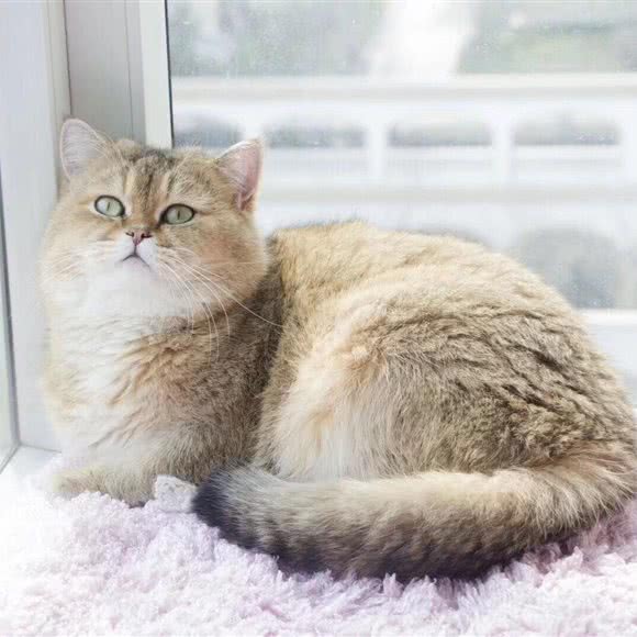 桔子猫舍:武汉市武昌区石牌岭/街道口附近