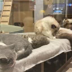 糖美猫舍:武汉市武昌区石牌岭/街道口附近