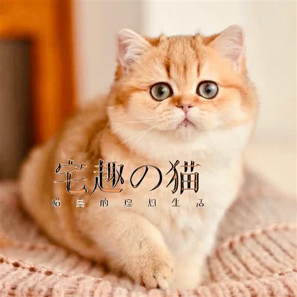 宅趣の猫·猫舍:武汉市武昌区楚河汉街附近