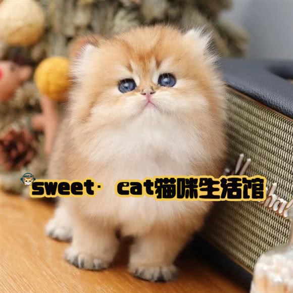 sweet?cat猫咪生活馆:武汉市武昌区楚河汉街附近