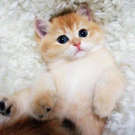 sweet·cat宠物猫舍:武汉市武昌区楚河汉街附近