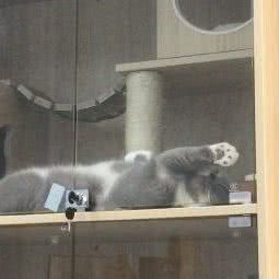猫宁宠物馆:武汉市武昌区和平大道积玉桥附近