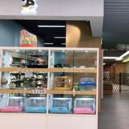 宠之缘:武汉市青山区八大家/红钢城附近