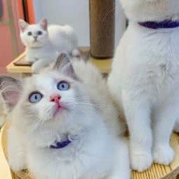 包美美智慧猫舍:武汉市青山区八大家/红钢城附近