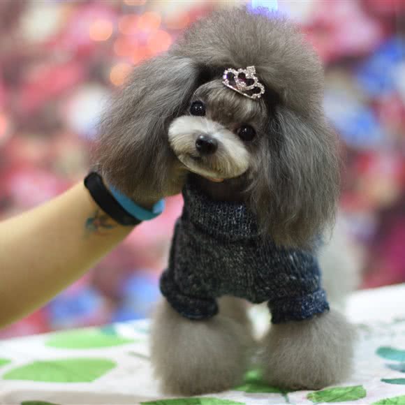 一犬宠物美容工作室:武汉市洪山区光谷/鲁巷附近