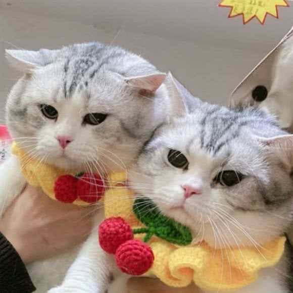 恋上宠物猫舍?购猫:武汉市洪山区光谷/鲁巷附近