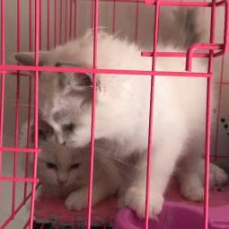 武汉猫舍:武汉市洪山区光谷/鲁巷附近