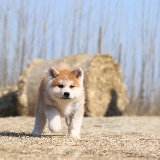 众诚犬业:武汉市洪山区光谷/东湖高新区附近