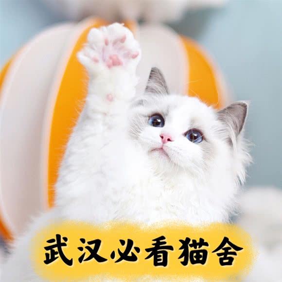 小猫来了·猫舍(武汉别墅店):武汉市洪山区光谷/东湖高新区附近