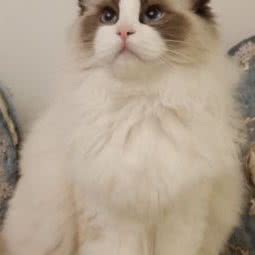 猫姥爷:天津城区东丽区程林附近
